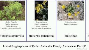 Image result for Hirpicium gazanioides