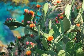 Native cultures have been harvesting these plants for food and medicinal most varieties of cholla have edible parts. Flowering Desert Plants For Eye Catching Landscaping 2021