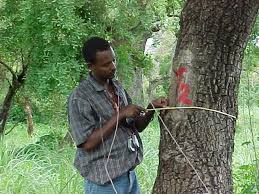 Image result for Grewia conocarpoides