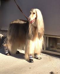 The Boots Arrived And Tazi Was Quite Pleased To Show Them Off I Think The Makers Of The Swiffer Brushes Could Learn A Thing Or Tw Afghan Hound Dogs Dog Photos