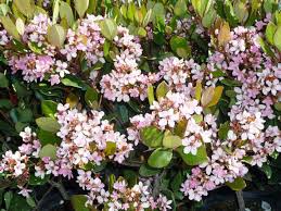 We did not find results for: Rhaphiolepis Indica Pink Lady Springtime Boething Treeland Farms