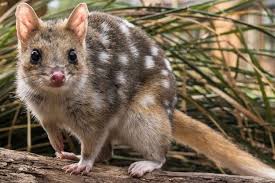 Meet The Adorable Quoll The Australian Marsupial That Nearly Went Extinct National Geographic Quoll Australian Mammals Australian Animals
