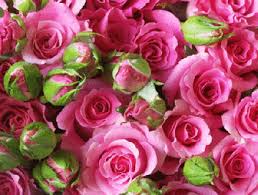 Tons of awesome.gif background to download for free. Wallpaper Hd Nature Flower Rose Gif