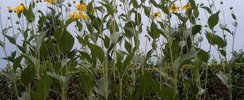 Hardy rudbeckias can be raised from seed, but they differ from the rudbeckia 'herbstonne' (image centre) i first saw growing in a shaded spot of a shrub border. Rudbeckia Cutleaf Coneflower Rudbeckia Laciniata Herbstsonne