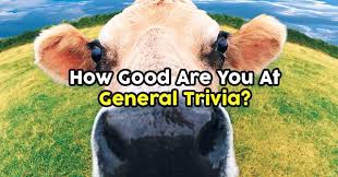 Oct 04, 2021 · when hosting a trivia night, it always pays to remember that fun trivia questions are the best trivia questions. How Good Are You At General Trivia Quizpug
