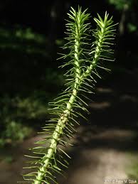 Image result for Huperzia bampsiana