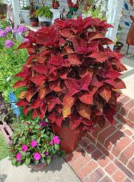 Image result for Congolanthus