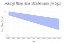 The answer may surprise you. What To Do About A Lazy Doberman Puppy Average Sleep Times Doberman Planet