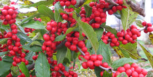 Find the browse that bucks can't live without. Winterberry Holly Piedmont Master Gardeners
