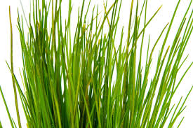 Image result for Hermannia parvula