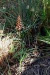 Image result for Aloe ballii