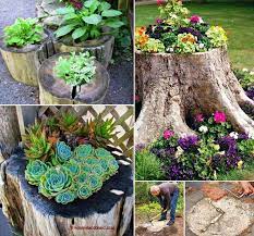 Use A Tree Stump As A Planter Baumstumpf Als Pflanzgefass Nutzen Tree Stump Planter Garden Trees Backyard Garden