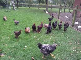 Sie fühlen sich nur im beisein zahlreicher artgenossen wohl. Huhner Halten Im Garten Auslauf Platzbedarf Und Schutz Furs Huhn