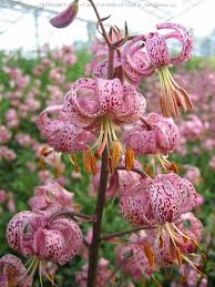 images?q=tbn:ANd9GcR6aWXFWLWOoEh3m8OvVeGzoKTVJ5AYCtVSslO-D16Xgiw4eAj7