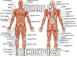 This is an article covering the anatomy, blood supply, innervation and clinical anatomy of the male reproductive system. Guys I Have A Male Anatomy Test Coming Up Where Is The Boypussy Okbuddyhetero