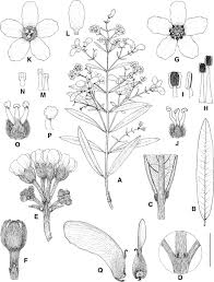 Image result for Sphedamnocarpus