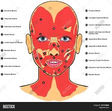 For educational purpose only.background mus. Human Face Muscles Image Photo Free Trial Bigstock