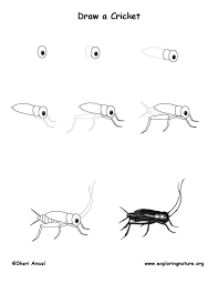 Cricket Drawing Lesson
