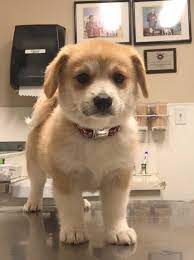 Get the most relevant results on searchandshopping.org. Corgi Mix Puppies California The Y Guide