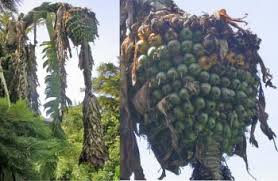 Image result for Ensete ventricosum