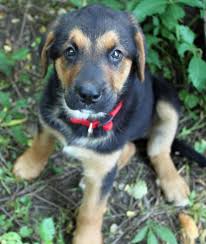 The bernese mountain dog australian shepherd mix, is a mixed breed dog resulting from breeding the australian shepherd and the bernese mountain dog. Stella Is A Lab Bernese Mountain Dog Shepherd She Loves To Run Fetch And Swim And Loves The Outdoors She Is Friendly A Puppies Cute Animals Mixed Breed Dogs