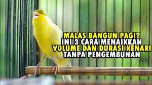 We did not find results for: Cara Menambah Volume Dan Durasi Kenari Yang Mudah Tanpa Repot Youtube