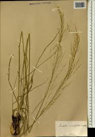 Image result for Loudetia simplex