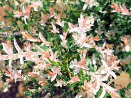 Flamingo variety of the dappled willow from garden splendor® is a very colorful and yet very easy shrub to grow. How To Prune Japanese Willow Trees Tips For Pruning A Japanese Willow