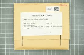 Image result for Pentarhopalopilia umbellulata