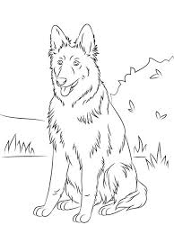 Border collie color divisions for conformation classes (05.01.2006). Border Collie Coloring Shefalitayal