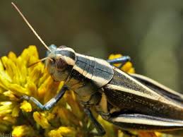 Image result for Philenoptera bussei