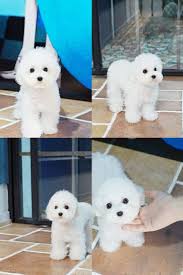 Check out our teacup teddy bear selection for the very best in unique or custom, handmade pieces from our shops. Cheap Mini Poodles For Sale Near Me Mini Poodle Puppy Teacup Poodle Puppies Poodle Puppies For Sale