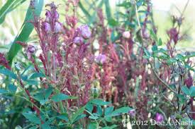Blackspot, botrytis blight, and powdery mildew are common rose diseases that are caused by fungus. Rose Rosette Disease Is A Flower Killer Hgtv