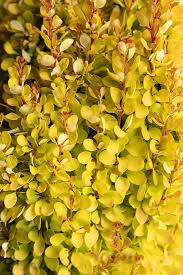 Image result for Berberis thunbergii