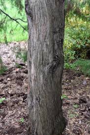 Image result for Whitfieldia orientalis