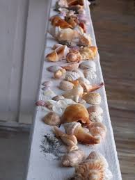 Sea Shells Indian Rock Beach Fl I Spy Florida Fighting Conch Cat S Paw Calico Scallop Olive Cockle Among Them Sea Shells Indian Rocks Beach Shell Beach