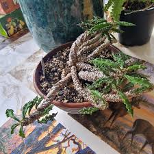 Image result for Euphorbia davyi