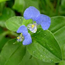 Image result for Commelina benghalensis