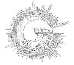 Image result for Chazaliella abrupta