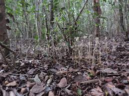 Image result for Voyria