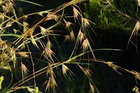Image result for Themeda triandra