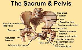 The two halves of the pubic bone are joined in the middle by an area of cartilage called the pubic symphysis. Image 1 Diagram Of Pelvis And Sacrum With Bony Landmarks Identified Pelvic Bone Pelvis Anatomy Medical Anatomy