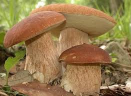 Il metodo migliore per pulire i funghi porcini dai vermi consiste nell'asportazione meccanica della parte interessata dalle larve. Come Pulire I Funghi Porcini Come Fare Tutto
