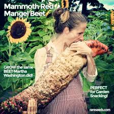 A large, yellow rooted beet that can reach 10 pounds! Baker Creek Heirloom Seed Company The Giant Mangel Beet Has Long Been Considered A Valuable Storage Crop The Massive Roots Can Be Stored For Long Periods Throughout Winter Ancient European Cooks