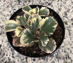 Image result for Kalanchoe lateritia