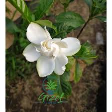 Bunga kaktus centong = opuntia cochinera. Bunga Cepiring Kacapiring Gardenia Jasminoides Shopee Indonesia