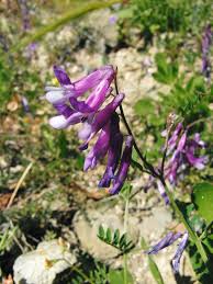 Image result for Vicia villosa