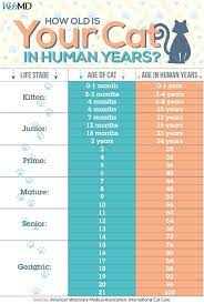 Although the rate at which your cat ages is much greater than ours, it's fair to say that changes in behaviour can be attributed to the different stages of life. Webmd On Twitter How Old Is Your Cat In Human Years Use This Chart To Calculate Your Feline S Age Https T Co Nl7xxdutwd