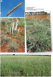 Image result for Anthephora pubescens