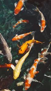  180 Ide Koi Ikan Koi Ikan Kolam Ikan